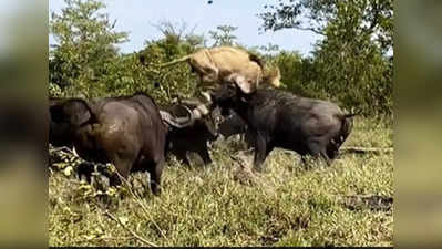 Buffaloes Attacking సింగిల్‌గా చిక్కిన సింహాన్ని కుమ్మిపడేసిన బర్రెలు.. షాకింగ్ వీడియో