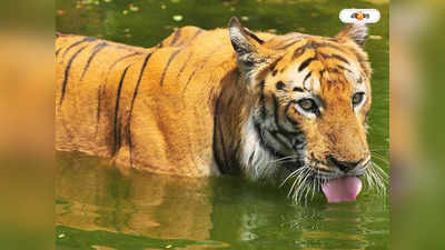 Royal Bengal Tiger : সুন্দরবনে ফের বাঘের দর্শন পর্যটকদের, দক্ষিণরায় দেখার টানে বাড়ছে ভিড়