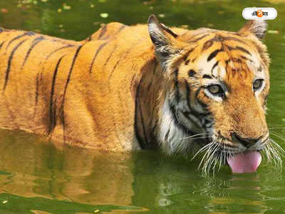 Royal Bengal Tiger : সুন্দরবনে ফের বাঘের দর্শন পর্যটকদের, দক্ষিণরায় দেখার টানে বাড়ছে ভিড়