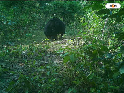 Black Bear : চিতাবাঘের পর  জঙ্গলে দেখা মিলল ভালুকের, পুরুলিয়া নিয়ে আশায় বুক বাঁধছে বন দফতর