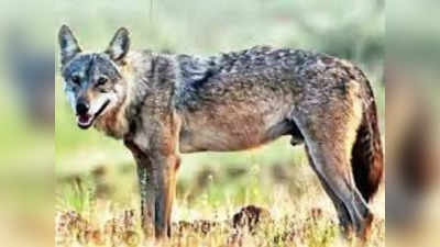 Fox Attack : দল বেঁধে হামলা চালাচ্ছে শেয়াল, আতঙ্কে গৃহবন্দি দত্তপুকুরের বাসিন্দারা