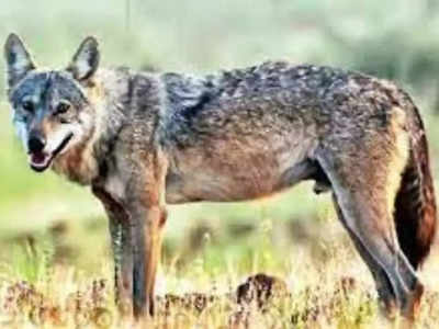 Fox Attack : দল বেঁধে হামলা চালাচ্ছে শেয়াল, আতঙ্কে গৃহবন্দি দত্তপুকুরের বাসিন্দারা