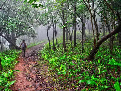 Nallamala Forest: నల్లమల ఫారెస్ట్‌లో సరికొత్త మెుక్క.. యూఫోర్బియా తెలంగాణేన్సిస్‌గా నామకరణం