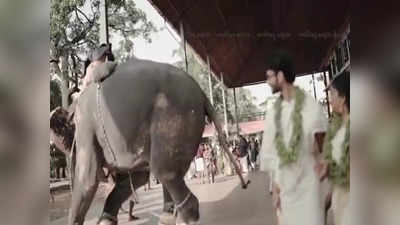 വരനും വധുവും തോട്ടടുത്ത്; പാപ്പാനെ തുമ്പിക്കൈയിൽ ചുറ്റിയെടുക്കാൻ ആനയുടെ ശ്രമം, തലനാരിഴയ്ക്ക് രക്ഷപ്പെട്ടു