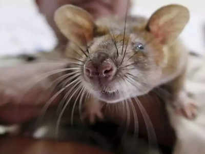 Animal Cruelty Act: क्या कहता है पशु क्रूरता अधिनियम, जो चूहा मारने पर भी आपको ठहराता है हत्यारा