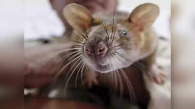 Animal Cruelty Act: क्या कहता है पशु क्रूरता अधिनियम, जो चूहा मारने पर भी आपको ठहराता है हत्यारा