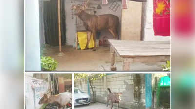 Meerut News: मेरठ की सड़कों पर उछलकूद करते दिखा सांभर हिरण, घर में घुसा...बड़ी मशक्कत के बाद काबू में आया