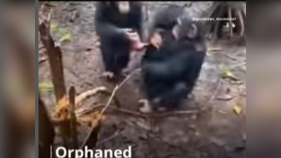 Chimpanzee Viral video: யாரும் இங்கு அனாதை கிடையாது! குரங்கிற்கு கிடைத்த புதிய குடும்பம்!
