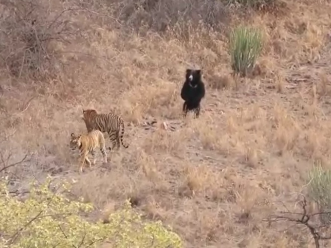 Bears tiger fight