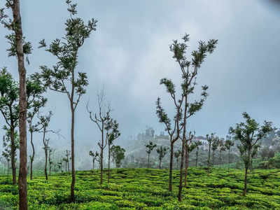 Ooty Trip: ఈ అందమైన హిల్‌స్టేషన్ ఊటీ నుంచి 20 కిలోమీటర్లే.. మీకు తెలుసా?