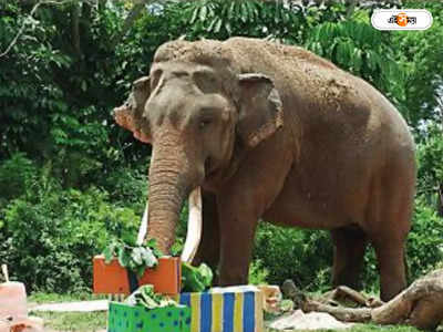 Miami Zoo : না-ফেরার দেশে ৫৬-র দিলীপ, ইতি গজ
