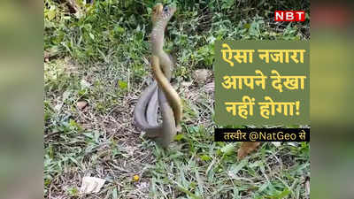 Snake News: सेक्स के लिए सांपों की दीवानगी देखिए, इश्क के चक्कर में छिड़ गई जंग!