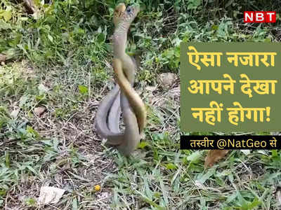 Snake News: सेक्स के लिए सांपों की दीवानगी देखिए, इश्क के चक्कर में छिड़ गई जंग!