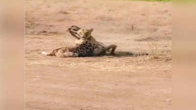 Viral Video: ক্ষুদেকে বাঁচাতে সিংহীর সঙ্গে মরণপণ লড়াই, ভাইরাল মা জিরাফের সাহসী কীর্তি