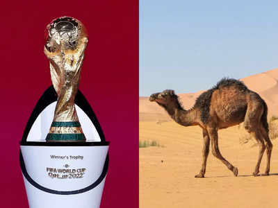 Camel Flu in Fifa World Cup 2022 : কাতারে ক্যামেল ফ্লু আতঙ্ক! বন্ধ হতে পারে ২০২২ ফুটবল বিশ্বকাপ