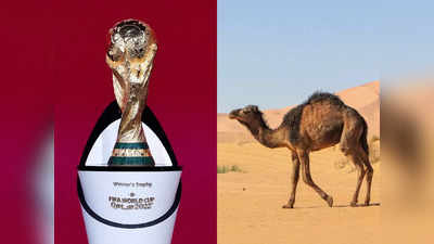 Camel Flu in Fifa World Cup 2022 : কাতারে ক্যামেল ফ্লু আতঙ্ক! বন্ধ হতে পারে ২০২২ ফুটবল বিশ্বকাপ