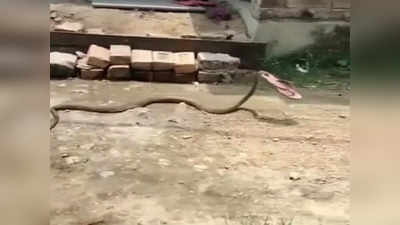 Snake Viral Video: পা নেই তবু চটি নিয়ে পালাল চোর! ভাইরাল চপ্পল চুরির ভিডিয়ো