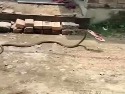 Snake Viral Video: পা নেই তবু চটি নিয়ে পালাল চোর! ভাইরাল চপ্পল চুরির ভিডিয়ো