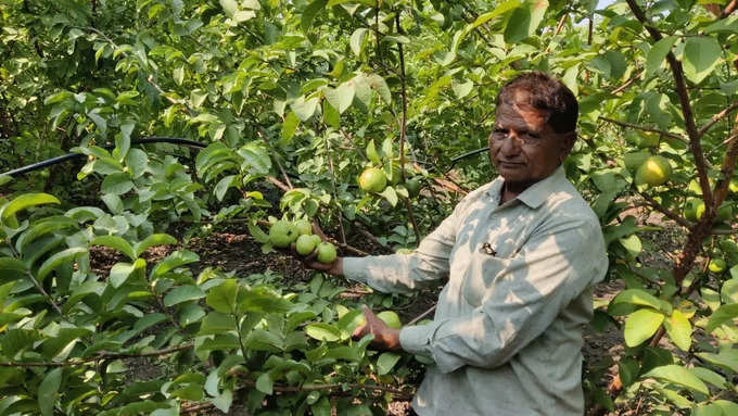 ​थेट ग्राहकांना पेरुंची विक्री