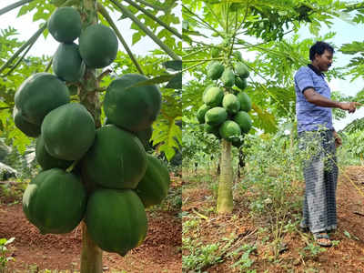 Papaya: തരിശുഭൂമിയിൽ റെഡ് ലേഡിയെ ഇറക്കി റിജു; ആറുമാസം കൊണ്ട് വിളവ്, വിദേശത്ത് ഡിമാൻഡ്