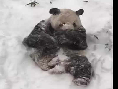 Panda Viral Video: বরফের চাদরে খেলছে পান্ডা, ভাইরাল চ্যান্ত টেডি বিয়ারের ভিডিয়ো