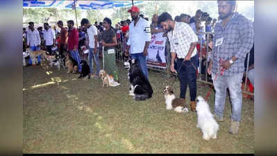 Dog Show in Hassan- ಹಾಸನದಲ್ಲಿ 300ಕ್ಕೂ ಹೆಚ್ಚು  ಶ್ವಾನಗಳ ಪ್ರದರ್ಶನ