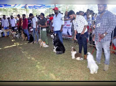 Dog Show in Hassan- ಹಾಸನದಲ್ಲಿ 300ಕ್ಕೂ ಹೆಚ್ಚು  ಶ್ವಾನಗಳ ಪ್ರದರ್ಶನ