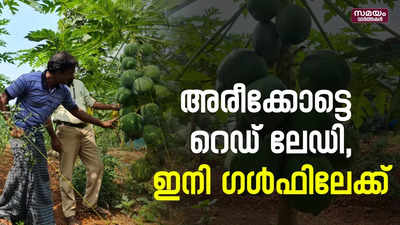 പപ്പായ കൃഷി ഇത്രയും ലാഭമോ ? | Papaya | Red Lady