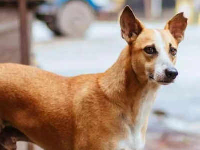 कुत्ते को कार से बांधकर घसीटने वाला गिरफ्तार, यूपी में क्यों नहीं थम रहीं बेजुबानों से क्रूरता की घटनाएं