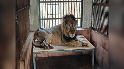 सिंह सफारीतील एकमेव सिंह जेस्पाचे निधन; संजय गांधी राष्ट्रीय उद्यानातच झाला होता जन्म