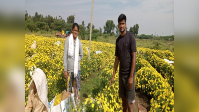 Agriculture Success Story: ಯುವ ಕೃಷಿಕನ ಬದುಕನ್ನು ರಂಗಾಗಿಸಿದ ಸೇವಂತಿ ಹೂ