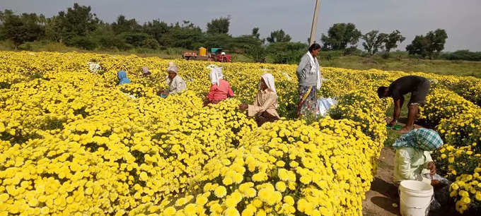 flower crop