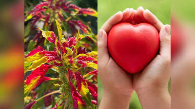 Benefits of Amaranth: શરીરને તાકતવર બનાવશે આ શાકભાજી, હાડકાં બનશે મજબૂત, હદય રહેશે સ્વસ્થ; આયુર્વેદિક ફાયદાઓ 