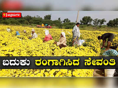 ಚಿತ್ರದುರ್ಗ: ಮೂರು ಎಕರೆಯಲ್ಲಿ ಸೇವಂತಿ ಹೂವು, ತಿಂಗಳಿಗೆ 30-40 ಸಾವಿರ ರೂ. ಆದಾಯ