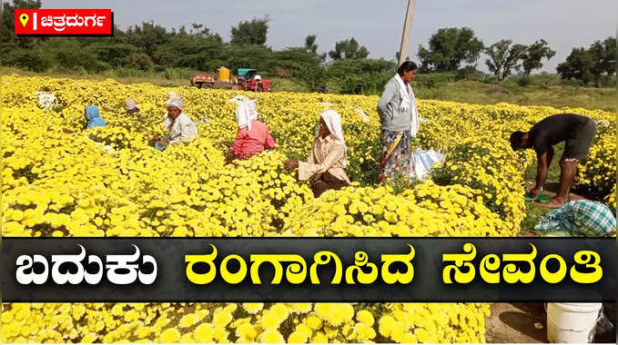 ಚಿತ್ರದುರ್ಗ: ಮೂರು ಎಕರೆಯಲ್ಲಿ ಸೇವಂತಿ ಹೂವು, ತಿಂಗಳಿಗೆ 30-40 ಸಾವಿರ ರೂ. ಆದಾಯ