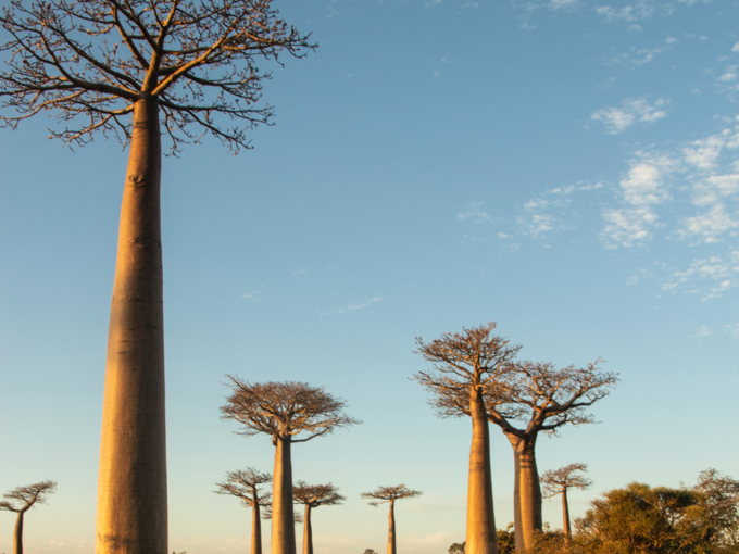 மடகாஸ்கர் (Madagascar)