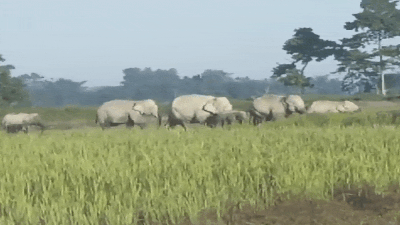 Jungle News: झुंड में क्यों चलते हैं हाथी? लखीमपुर के हैरान करने वाले वीडियो से समझिए पूरा मामला