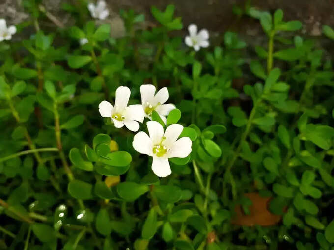 ​ബ്രഹ്‌മി