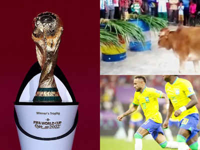 FIFA World Cup 2022 : বিশ্বকাপ জিতবে ব্রাজিল, ঘাস খেয়ে ভবিষ্যদ্বাণী বাংলাদেশের ‘আধ্যাত্মিক’ গোরুর!