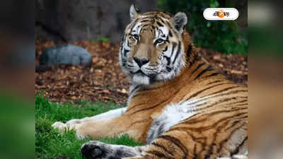 Jungle Safari : জঙ্গল সাফারিতে তেড়ে এল বাঘ