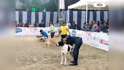 Dog Show : সারমেয়দের নিয়ে প্রতিযোগিতার আয়োজন বারাসতে, দেখতে উপচে পড়ল ভিড়