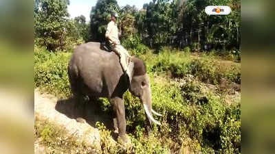 Elephant Death : ট্র্যাকে হাতি এলেই সতর্কবার্তা দেবে সেন্সর, অঘটন এড়াতে ডুয়ার্সে নয়া প্রযুক্তি রেলের
