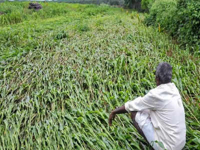 Fasal bima yojana: 2 ஏக்கர் பயிர்கள் நாசம்.. 1.76 காசுகள் இழப்பீடு பெற்ற விவசாயி அதிர்ச்சி..!