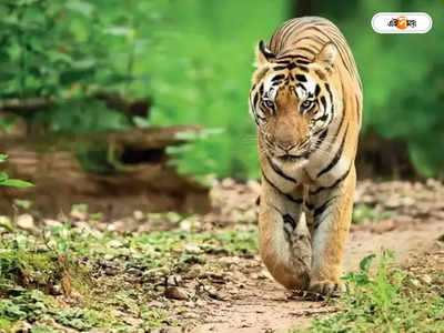 Royal Bengal Tiger : তুমি যে এ পথে কে তা জানত! রাস্তার মাঝে বসে বাঘ, তারপর...