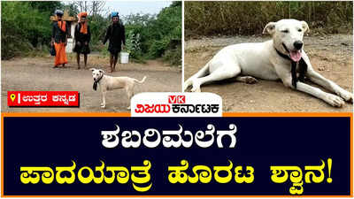 ಕಾರವಾರ: ಶಬರಿಮಲೆಯ ಅಯ್ಯಪ್ಪನ ದರ್ಶನಕ್ಕೆ ಹೊರಟ ಶ್ವಾನ, 200 ಕಿ.ಮೀ. ಯಾತ್ರೆ