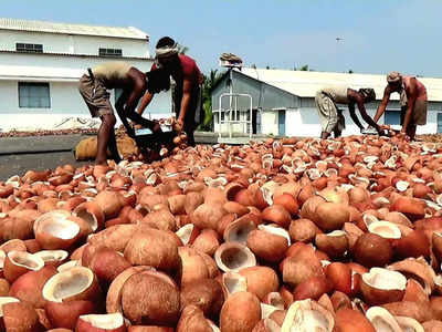 தேங்காய் விலை சரிவு.. ஏலத்தில் 66 லட்சம் ரூபாய்க்கு விற்பனை!