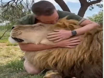 Lion Viral Video: সিংহকে স্নেহের চুম্বন! ভাইরাল ভিডিও দেখে আপ্লুত নেটপাড়া