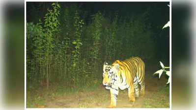 Chhattisgarh: गरियाबंद में बाघ की दहाड़, उदंती सीतानदी टाइगर रिजर्व में लगे ट्रैप कैमरों में कैद हुई तस्‍वीर