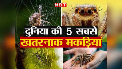 World Dangerous Spider: दुनिया की पांच सबसे खतरनाक मकड़ियां, काटने से स्पाइडर मैन तो नहीं बनातीं, लेकिन जान ले लेती हैं