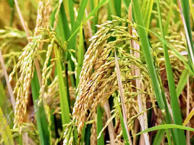 एकाधिकारकडे भात उत्पादकांचे लागले डोळे; आवक वाढताच दर घटल्याने शेतकरी हतबल